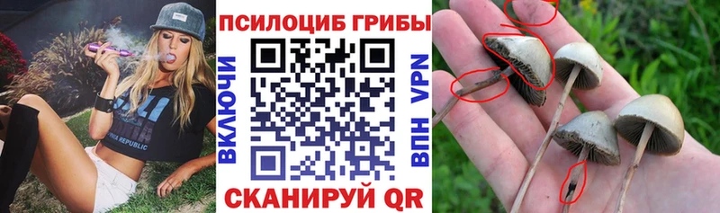 Псилоцибиновые грибы Cubensis  Купить закладки  Лагань 